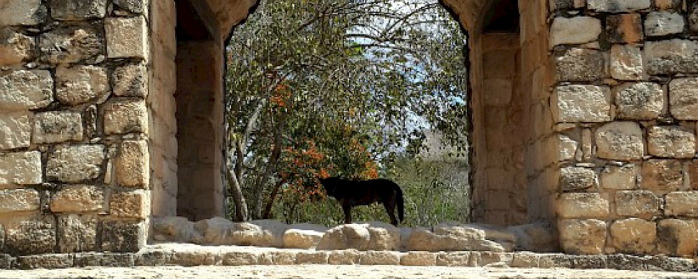 Explorando Yucatán con Alltournative: ruinas mayas y rappel en cenote