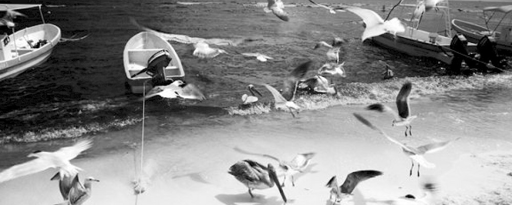 MÁS ALLÁ DE LO VISIBLE: FOTOGRAFÍA INFRARROJA DE GARY DILLARD