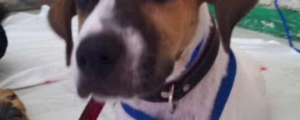CLÍNICA VIDAS BATIENDO RÉCORDS EN AYUDA A LOS ANIMALES