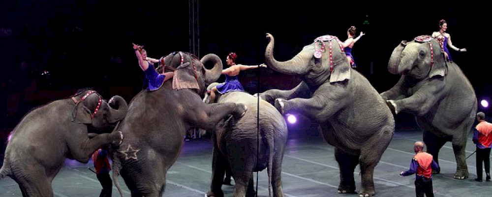 NO MÁS CIRCOS DE ANIMALES EN QUINTANA ROO