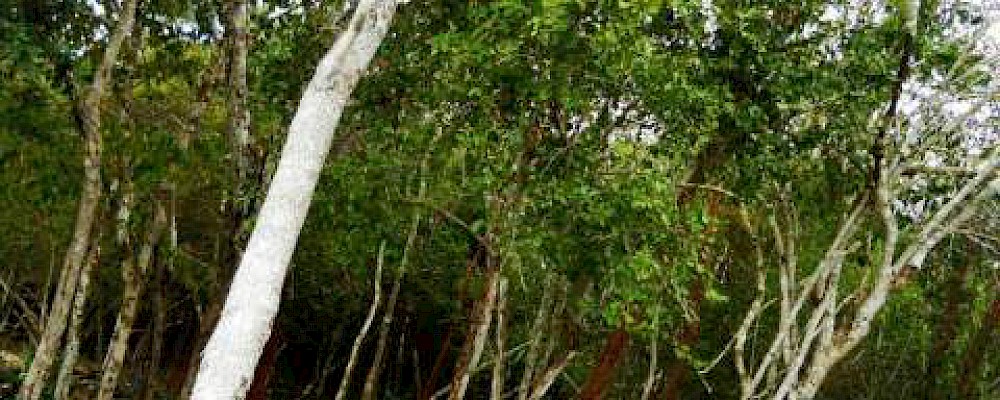 MITOLOGÍA MAYA: EL ÁRBOL CHECHENO