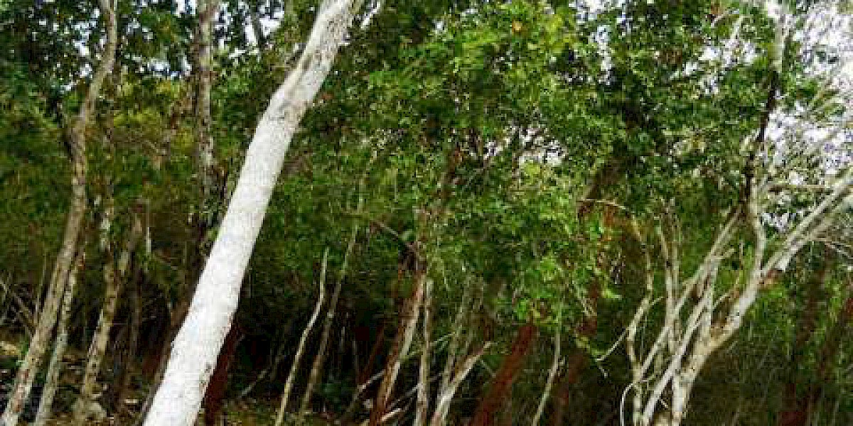 MITOLOGÍA MAYA: EL ÁRBOL CHECHENO