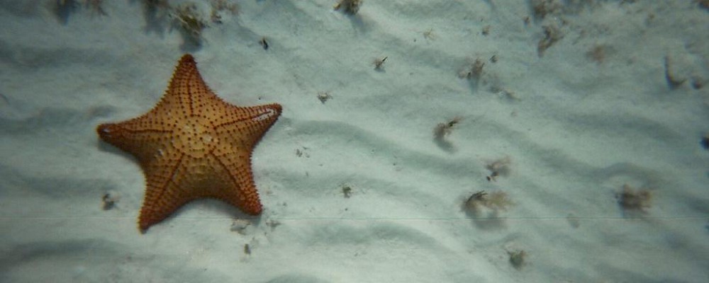SNORKEL CON ESTRELLAS DE MAR DE COZUMEL