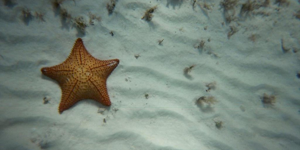 SNORKEL CON ESTRELLAS DE MAR DE COZUMEL