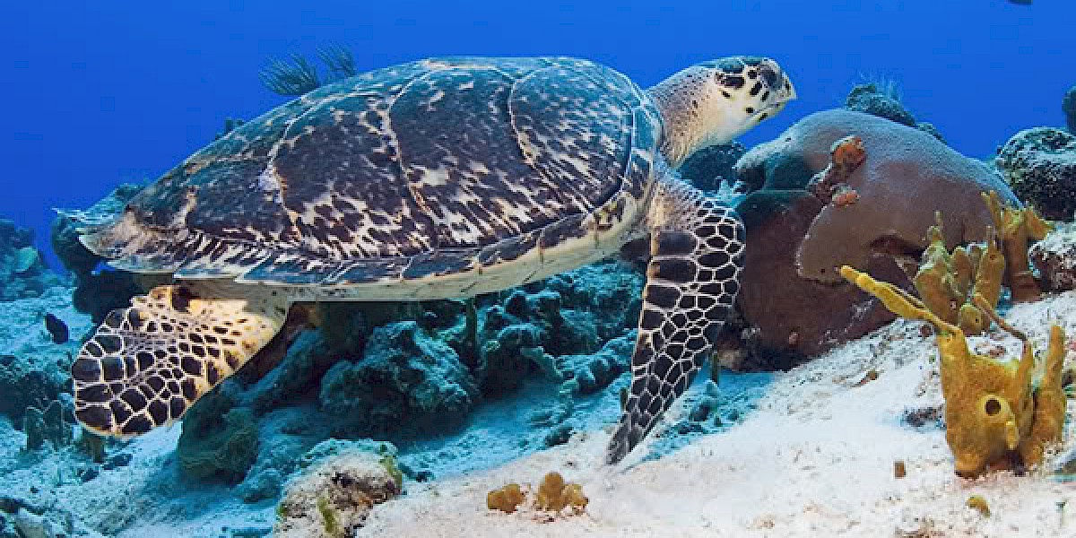 VOLUNTARIO PARA AYUDAR A LAS TORTUGAS MARINAS EN LA RIVIERA MAYA, MÉXICO