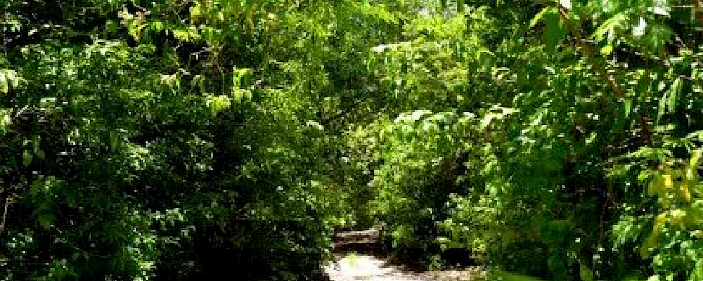 FUERA DE LOS CAMINOS HABITUALES EN PUERTO MORELOS
