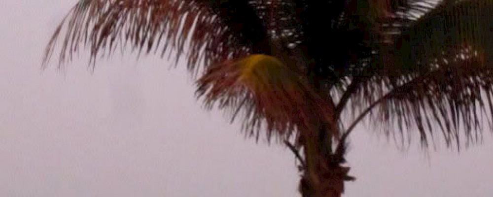 VOLUNTARIOS PARA PROTEGER TORTUGAS MARINAS CERCA DE PLAYA DEL CARMEN