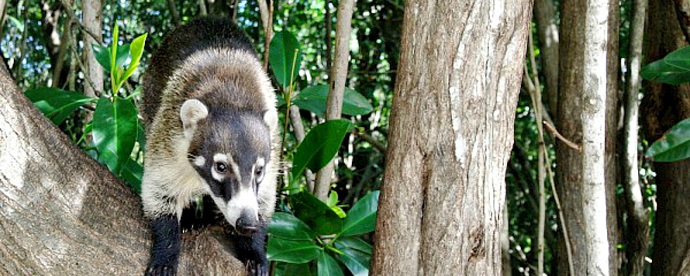 Animales salvajes de Playa del Carmen y dónde encontrarlos