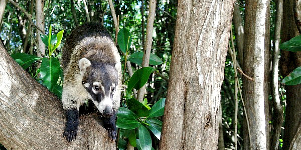 Animales salvajes de Playa del Carmen y dónde encontrarlos