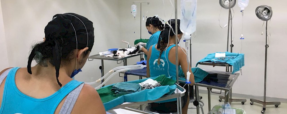 ¡Ayuda a Coco a esterilizar a 1000 animales en 5 días!