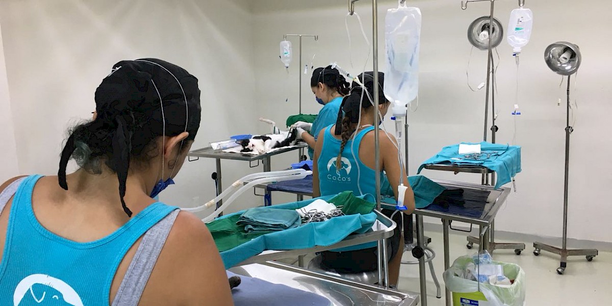 ¡Ayuda a Coco a esterilizar a 1000 animales en 5 días!