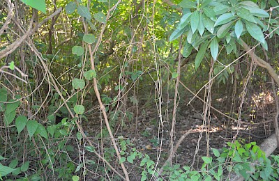 Tulum Real Estate Listing | Lot 1 & 4 Region 8